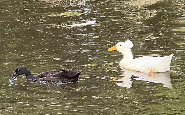 Photo: two ducks swimming in the San Antonio River, one being a white Crested Duck