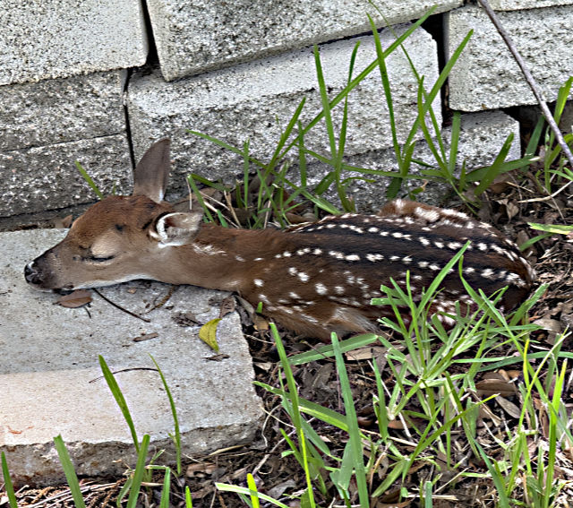 Photo: sleeping whitetail fawn