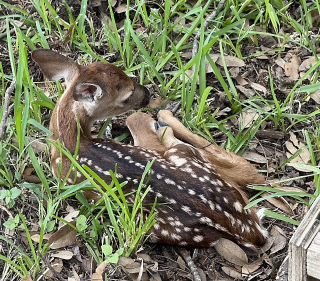 Photo: whitetail fawn