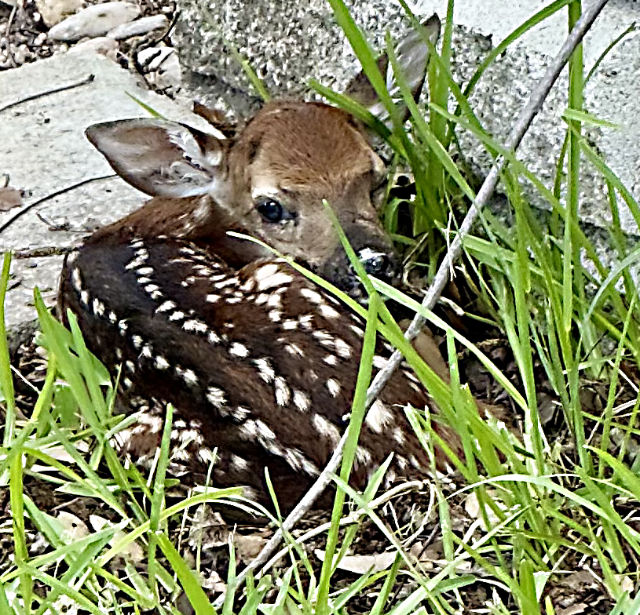 Photo: whitetail fawn