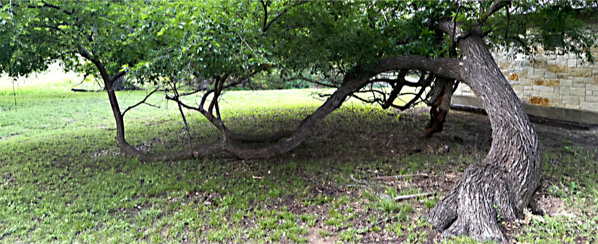 Photo: Live oak