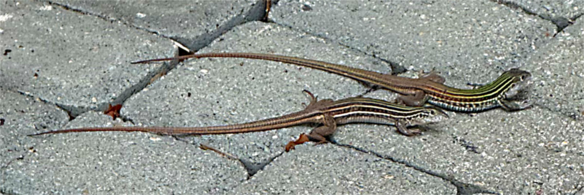 Photo: A paid of six-lined racerunner lizards