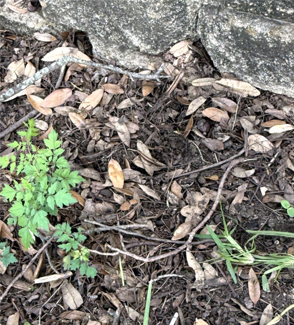 Photo: Leaf litter that makes a perfect habitat to little brown skinks