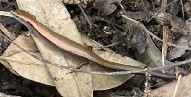 Photo: Little brown skink