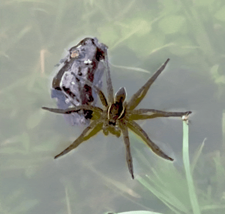 Gif of floating Six spotted fishing spider with mandibles in constant movement