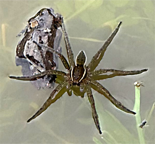 Photo: Six spotted fishing spider in Pecan Creek, Horseshoe Bay, TX