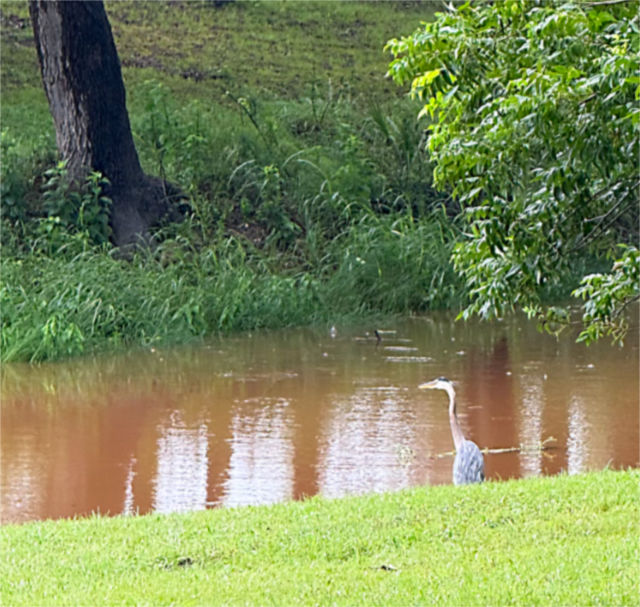 Photo: Great Blue Heron fishing from the bank of Pecan Creek
