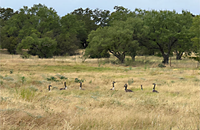 Photo: Canadian geese in a pasture in Texas
