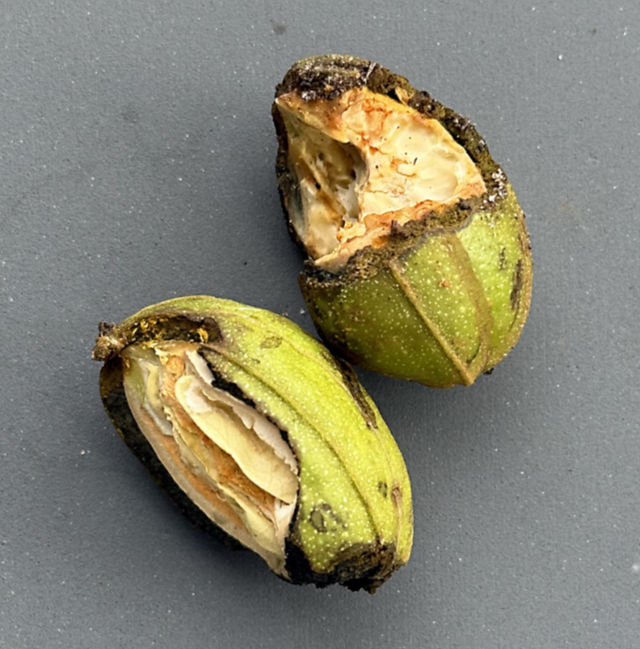 Photo: unripe pecans, half-eaten by squirrels