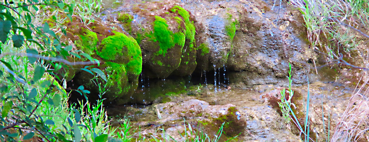 Photo: Small mossy waterfall in Horseshoe Creek (TX)
