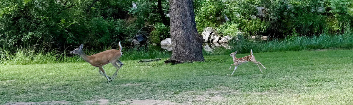 Photo of a whitetail fawn running after its mother