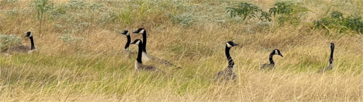 Photo: a gaggle of Canada geese in a field in Texas
