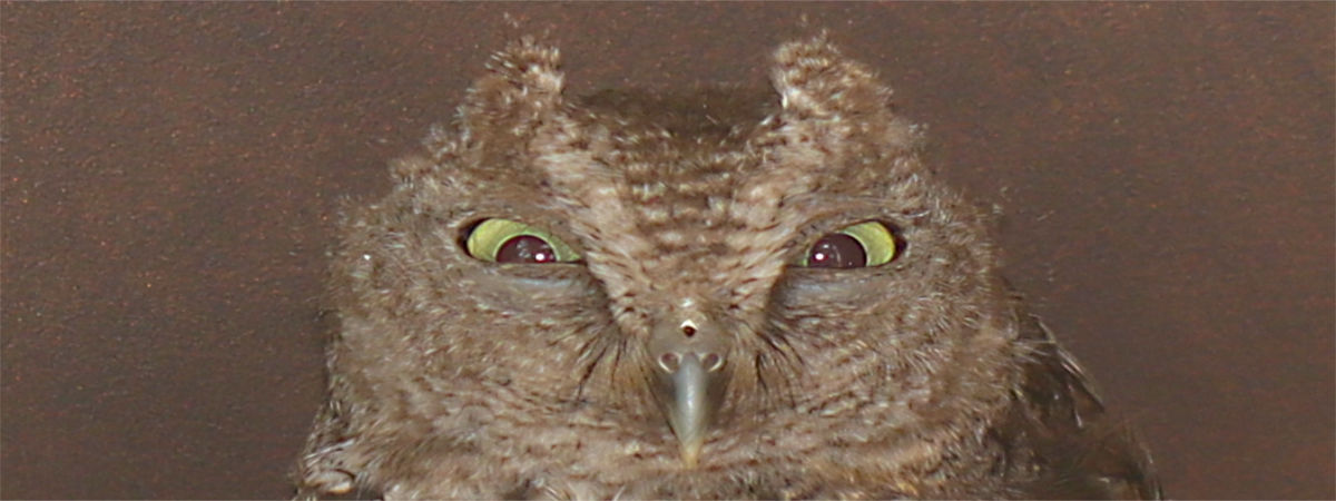 Photo: Closeup of the face of an Eastern screech owl