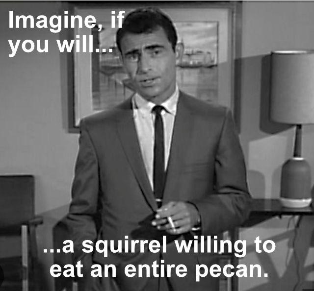 Meme featuring Rod Serling: Imagine if you will a squirrel willing to eat an entire pecan.