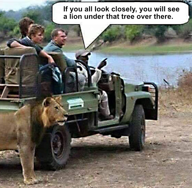 Meme: Guide pointing out a lion in the distance while a lion stands behind the jeep.
