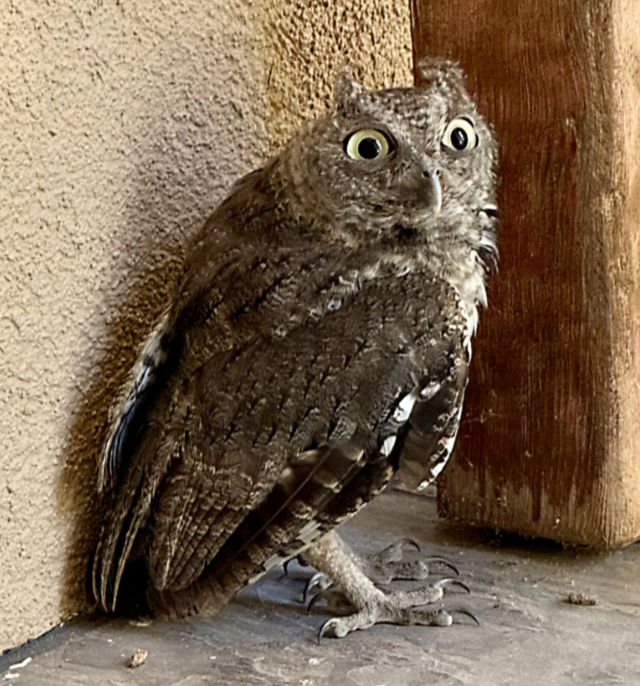 Photo: Eastern screech-owl on our front porch (Horseshoe Bay, TX)