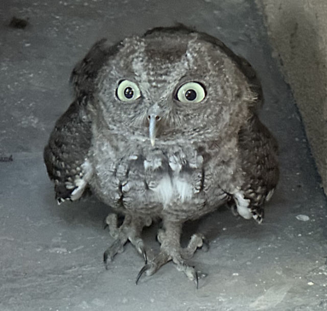 Photo: Juvenile screech owl on our front porch