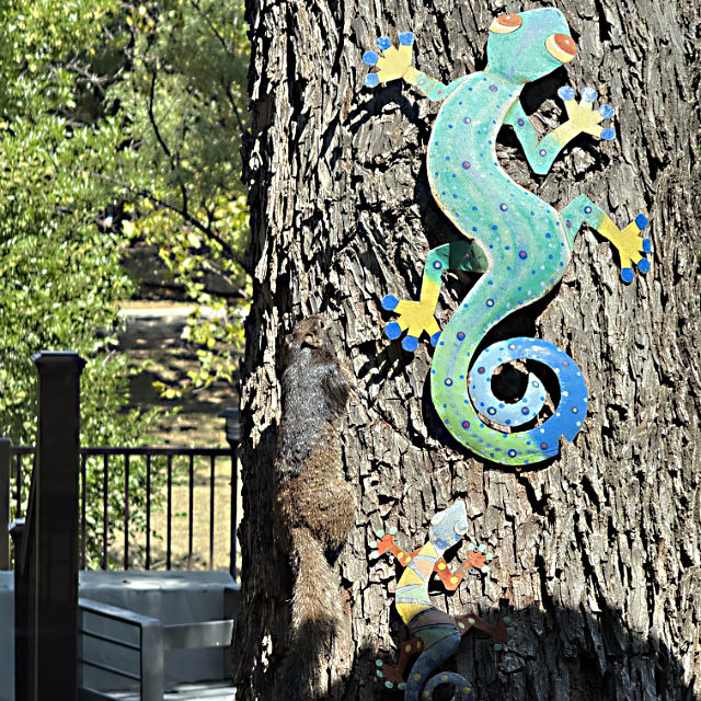 Photo: Rock squirrel climbing the trunk of a pecan tree
