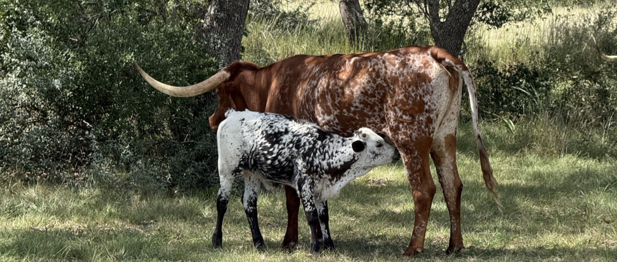 Photo: Longhorn cow and calf, Blanco County, Texas