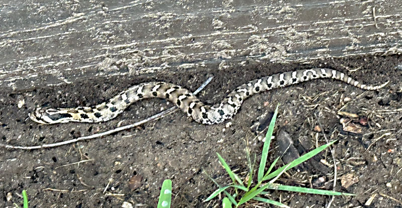 Photo: Eastern hognose snake in our backyard 