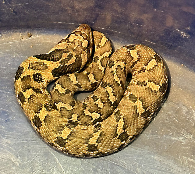 Photo: Eastern hognose snake coiled peacefully in a bucket