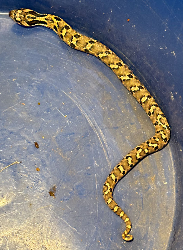 Photo: Eastern hognose snake exploring the boundaries of the bucket