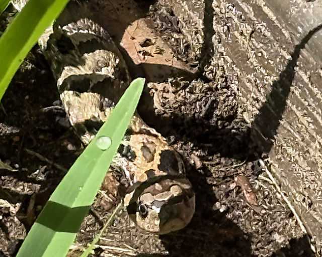 Photo: Eastern hognose snake in our backyard, viewed head-on