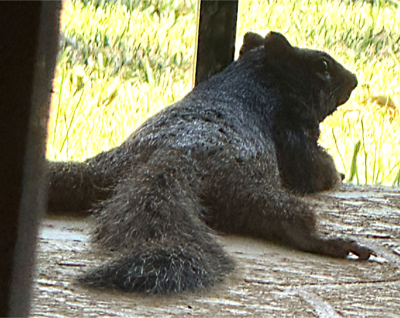 Photo: Rock squirrel splooting on our back porch