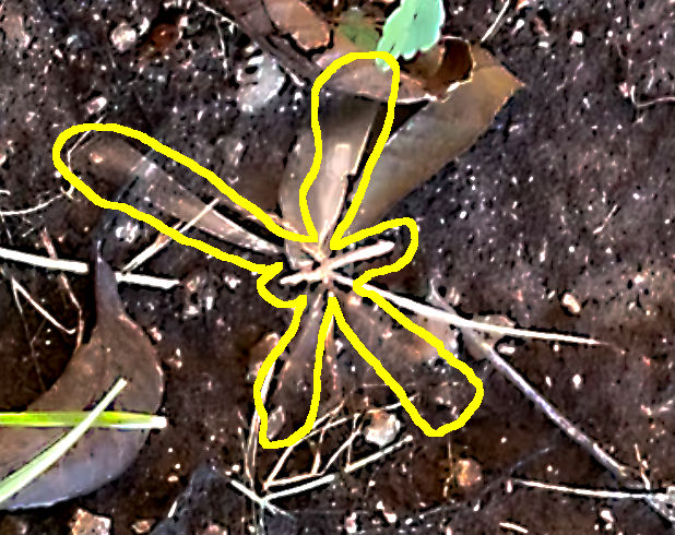 Frame capture from a video of the unknown flying insect
