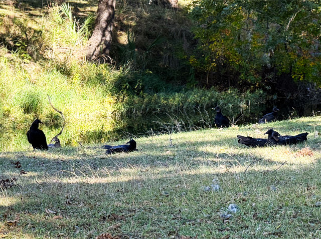 Photo: Buzzards on the ground