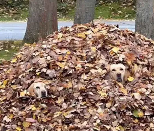 Photo: Labrador retrievers in a pile of leaves