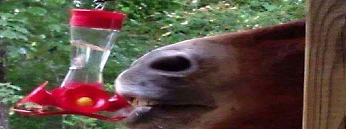 Meme: donkey at a hummingbird feeder