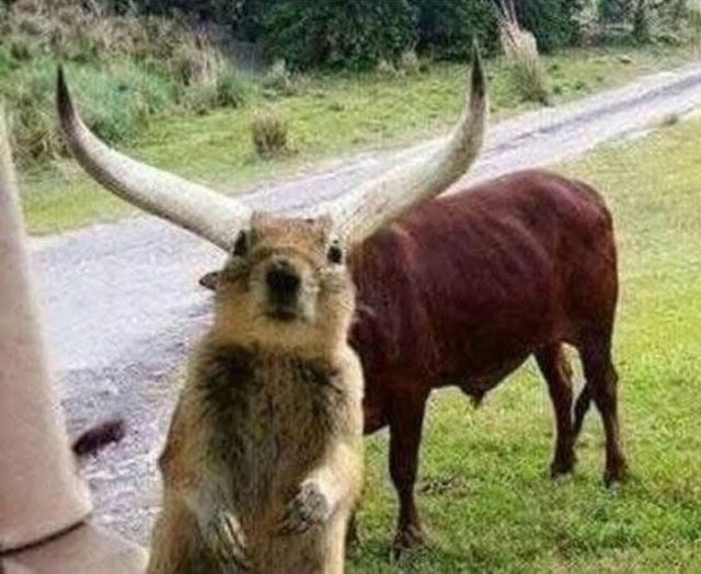 Meme: Squirrel with longhorn in the background, composed so that it appears that the squirrel has horns