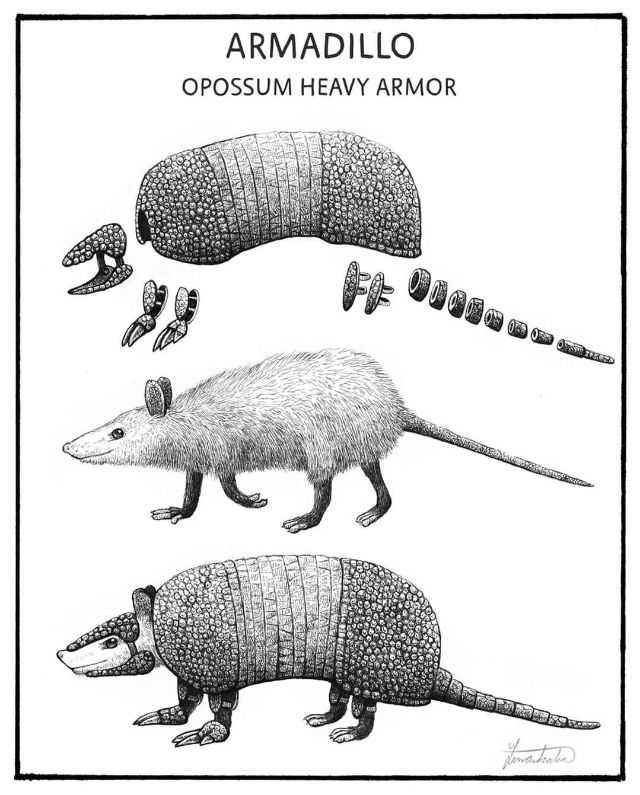 Meme: An armadillo is actuallly an armored opossum