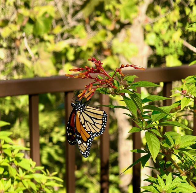Photo: Monarch butterfly on a butterfly bush in Texas