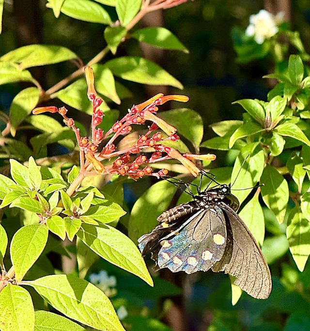 Photo: Pipevine butterfly on a butterfly bush in Texas
