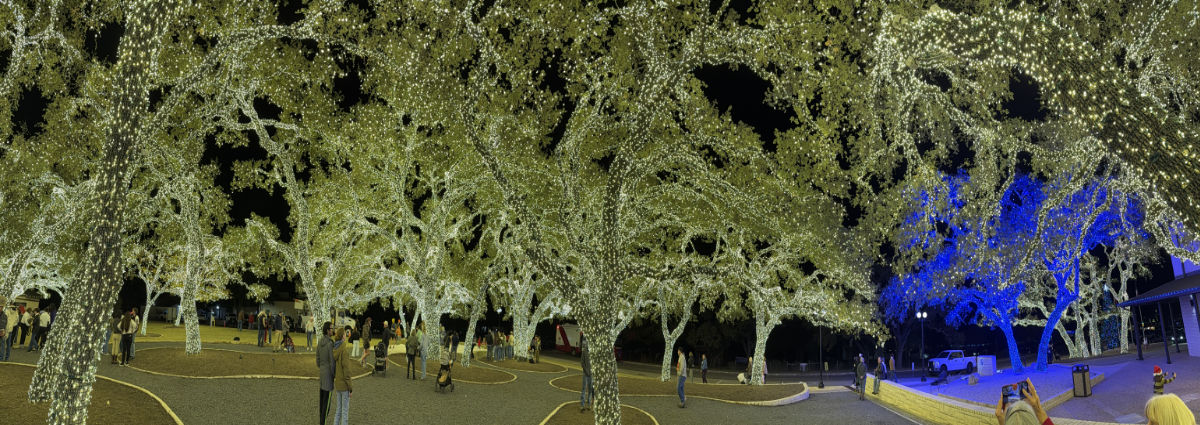 Panorama photo of the lighted trees at the Johnson City, TX, headquarters of the Pedernales Electrical Co-op