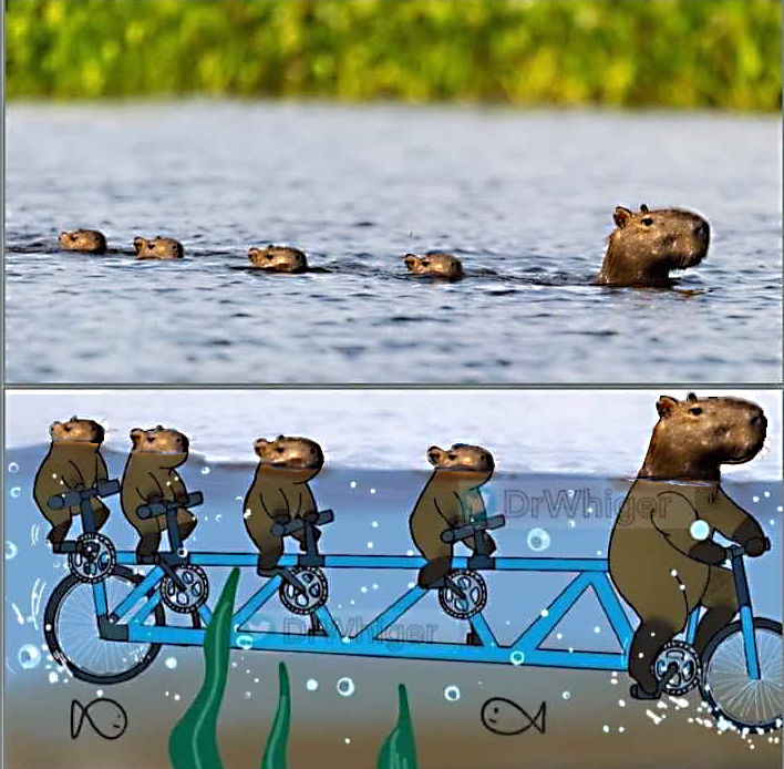 Meme showing five capybaras apparently swimming in a line, but proving that they're actually riding an underwater bicycle built for five