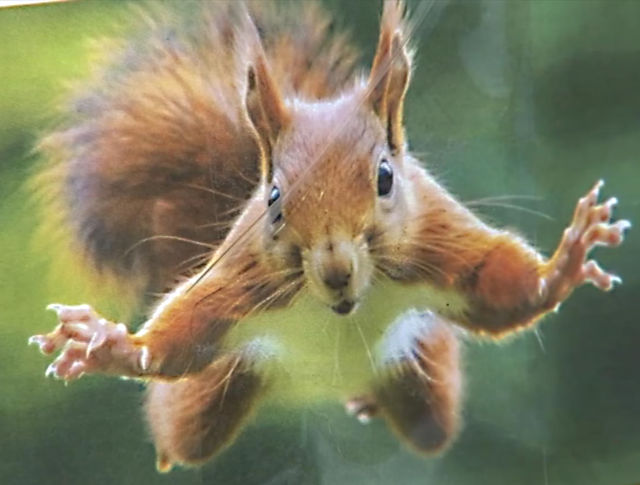 Photo: Crazed-looking squirrel lunging at the camera