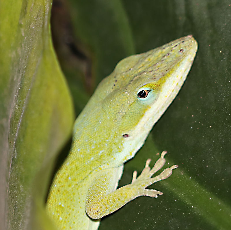 Photo: Closeup of a Carolina anole