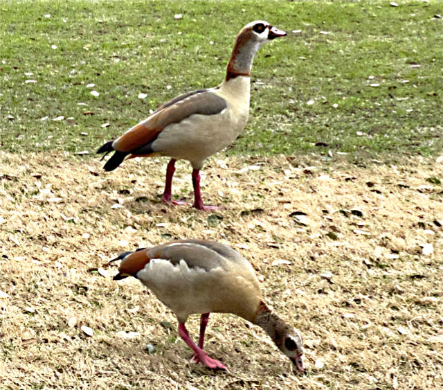 Photo: Two Egyptian geese