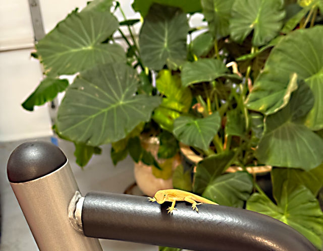 Photo: Carolina anole on the bar of a home gym in our garage
