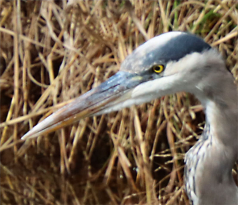 Photo: Closeup of Great blue heron's head