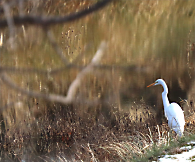 Photo: Great egret on creek bank, Horseshoe Bay, TX