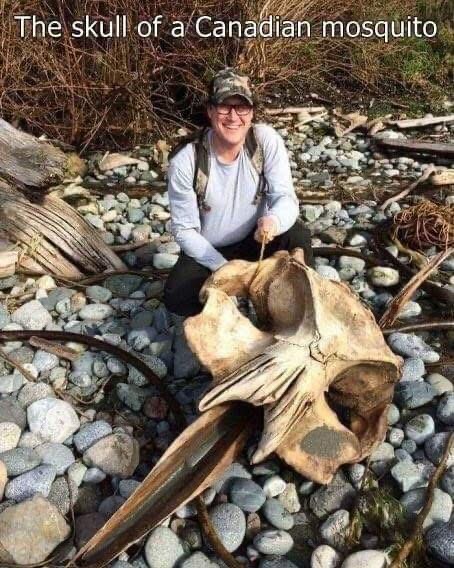 Meme: Canadian mosquito skull
