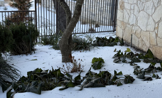 Tractor seat plants (Farfugium japonicum) - after the freeze