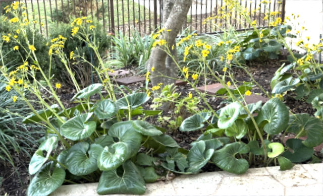 Tractor seat plants (Farfugium japonicum) - before the freeze