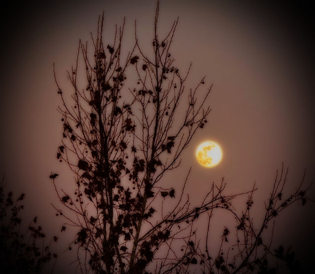 Photo: yellow full moon