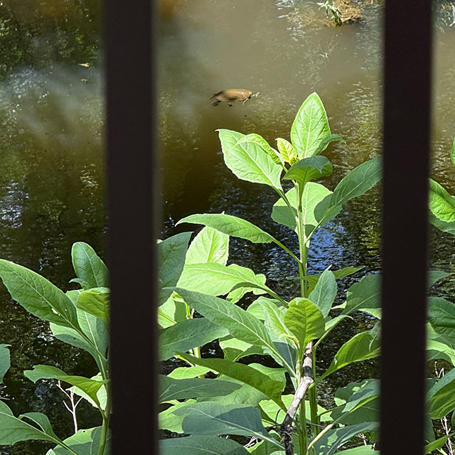 Photo: Mud turtle floating in Pecan Creek, Horseshoe Bay, TX