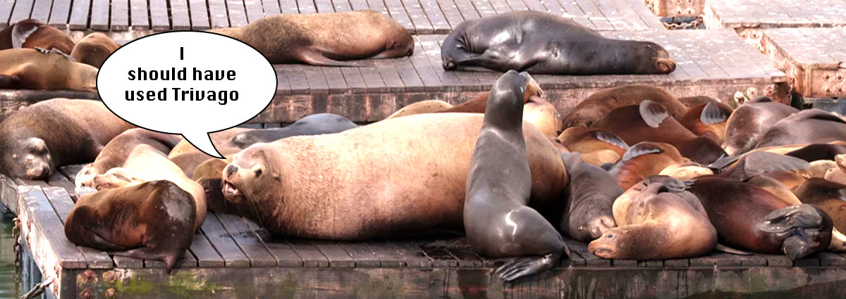 Photo of sea lions crowded onto a dock